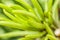 Macro detail of the leaves of succulent Senecio barbertonicus