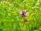 Macro detail of mint violet flower