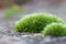 Macro detail of moss