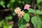 Macro detail photo of small flowering plant bush