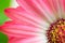 Macro detail of a pink Gerbera flower