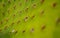 Macro detail of spines and holes of an exotic green cactus