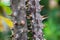 Macro detail of stem with spines of a tropical ground plant