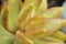 Macro detail of the succulent Sedum nussbaumerianum