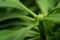 Macro detail of a tropical carnivorous plant