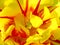 Macro detail of tulip blossom