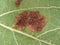 Macro detail of vine leaf showing gall underside, effect of Grape erineum mite. Vineyard problem. Top of leaf looks