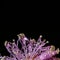 Macro detail of waterdrop on pink flower