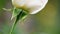 Macro detail of white rose
