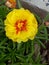 macro detail of yellow portulaca grandiflora flower beautifully blooming