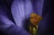 Macro detailed crocus with black background