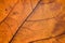 Macro details of autumn maple leaf through sunlight