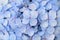 Macro details of Blue Hydrangea flowers with rain droplets