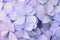 Macro details of Blue Hydrangea flowers with rain droplets