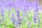 Macro details of Blue Lavender flowers