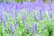 Macro details of Blue Lavender flowers