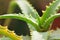Macro details of green Aloe Vera plant branches