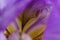 Macro details of inner lavender iris flower