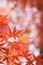 Macro details of Japanese Autumn Maple leaves with blurred background