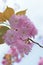 Macro details of Japanese Pink Cherry Blossoms of Yamazakura variery