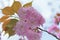 Macro details of Japanese Pink Cherry Blossoms of Yamazakura variery
