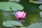 Macro details of Japanese Pink Lotus flower in pond