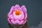 Macro details of Japanese Pink Lotus flower in pond
