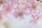 Macro details of Japanese Pink Weeping Cherry Blossoms