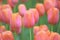 Macro details of Orange Tulip flowers