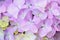 Macro details of Purple Hydrangea flowers with rain droplets
