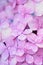 Macro details of Purple Hydrangea flowers with rain droplets