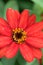 Macro details of Red Daisy flower in summer garden