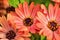 Macro details of soft Daisy flowers in soft lighting