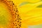 Macro Details of Sunflower surface