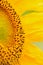 Macro Details of Sunflower surface