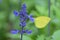 Macro details of Yellow Butterfly in Lavender garden