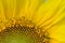 Macro details of yellow Sunflower in nature