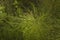 macro dew drops rain grass horsetail field forest earth leaves