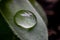 Macro of dewdrop on leaves of succulent plant.