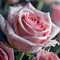 Macro dewy pink roses with water drops on petal