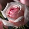 Macro dewy pink roses with water drops on petal