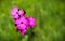 Macro of Dianthus pink wild flowers