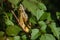 Macro Differential Grasshoppers Copulating on Sunny Day