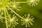 Macro of dill flowers. Close up flower of green fennel. Natural background. Green background