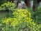 Macro of dill inflorescence over sunny garden background