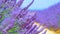 MACRO, DOF: Detailed shot of endless rows of aromatic purple shrubs in France