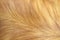 Macro Dog Hair 1