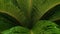 Macro dolly shot of tropical palm tree leaves covered with water droplets after rain. Abstract natural background