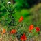 Macro donkey thistle and poppy