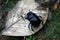 Macro of a Dor Beetle on a dead leaf in the new forest